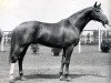 stallion Vichodez (Russian Trakehner, 1970, from Hrip)