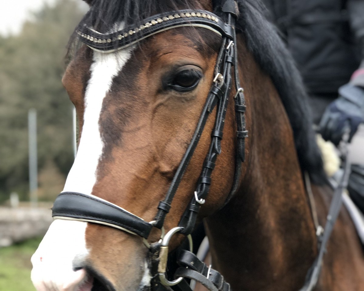 Dressurpferd Bolero 387 (Nederlands Welsh Ridepony, 2013, von Woldhoeve's Bart)