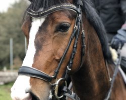 dressage horse Bolero 387 (Nederlands Welsh Ridepony, 2013, from Woldhoeve's Bart)