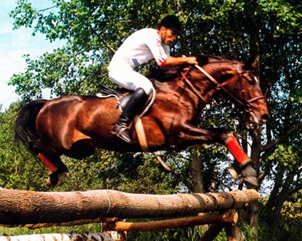 stallion POPUTSCHIK (Russian Trakehner, 1975, from Paket)