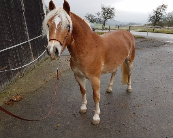 Zuchtstute Royanne (Haflinger, 2012, von Alphonso)