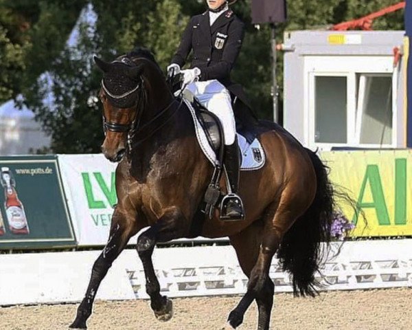 dressage horse ZINQ Sweetheart FH (Hanoverian, 2009, from Scolari)
