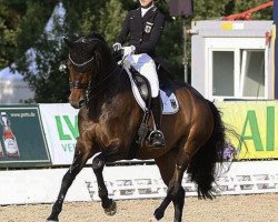 dressage horse ZINQ Sweetheart FH (Hanoverian, 2009, from Scolari)