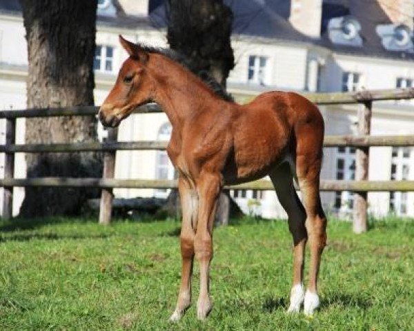 Springpferd Evora de Hus (Selle Français, 2014, von Eldorado de Hus)