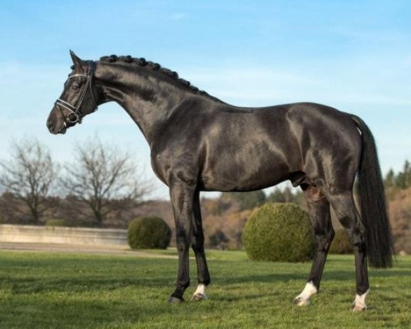 stallion Soliman (Hanoverian, 2005, from Sandro Hit)