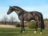 stallion Soliman (Hanoverian, 2005, from Sandro Hit)