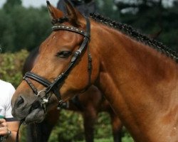 dressage horse Carlo Cassini (German Riding Pony, 2007, from Classic Dancer I)