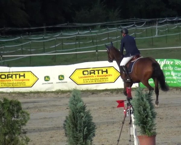 Reitturnier Bergisch Gladbach-Paffrath 2016