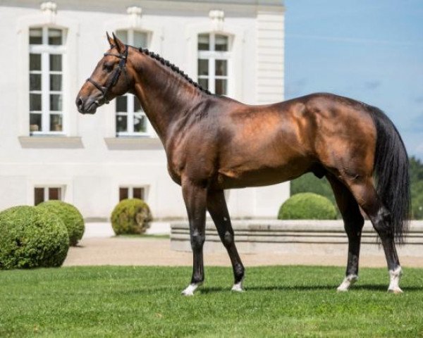 stallion Vivaldi du Seigneur (Belgium Sporthorse, 2005, from Chellano Z)
