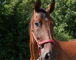 horse Quint 10 (German Sport Horse, 2007, from Qvenetie)