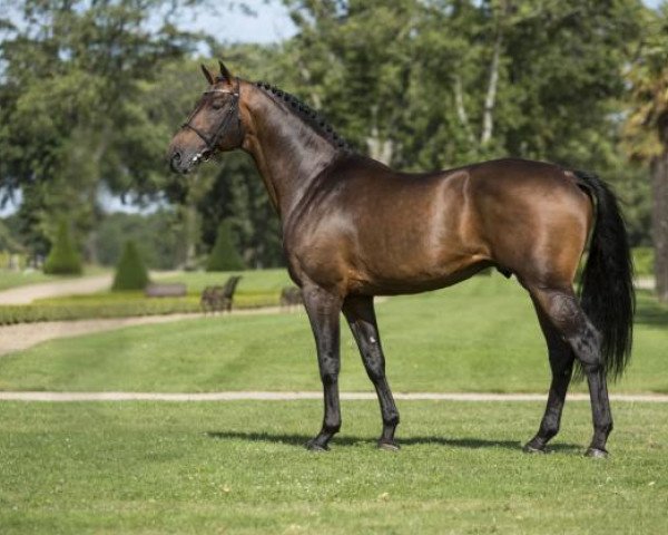 stallion Conrad de Hus (Holsteiner, 2005, from Con Air)