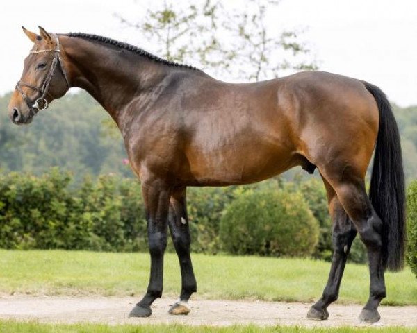 stallion Chance de Hus (Selle Français, 2012, from Con Air)