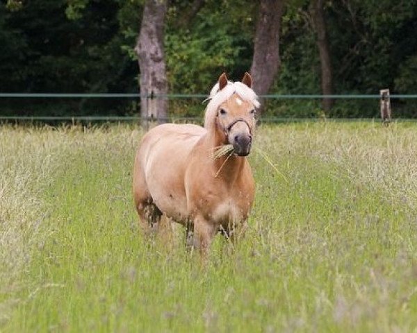 horse Hercules (Haflinger, 2007, from World Cup (0,78% ox))