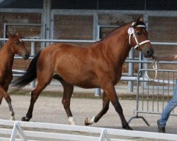 broodmare Fanny (Freiberger, 1993, from Eco)