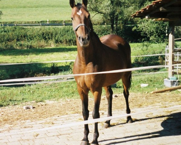 broodmare Alaska (Württemberger, 1986, from Aladin)