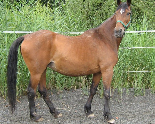 broodmare Arktis (Württemberger, 1986, from Aladin)