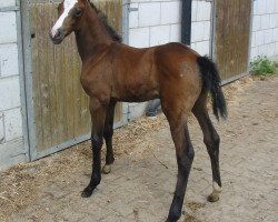 dressage horse De Starlight (Württemberger, 2009, from Birkhofs Denario)