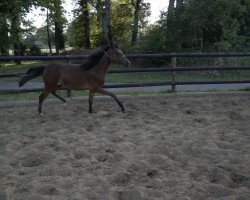 dressage horse Dream-Day E (German Riding Pony, 2018, from D-Power AT)