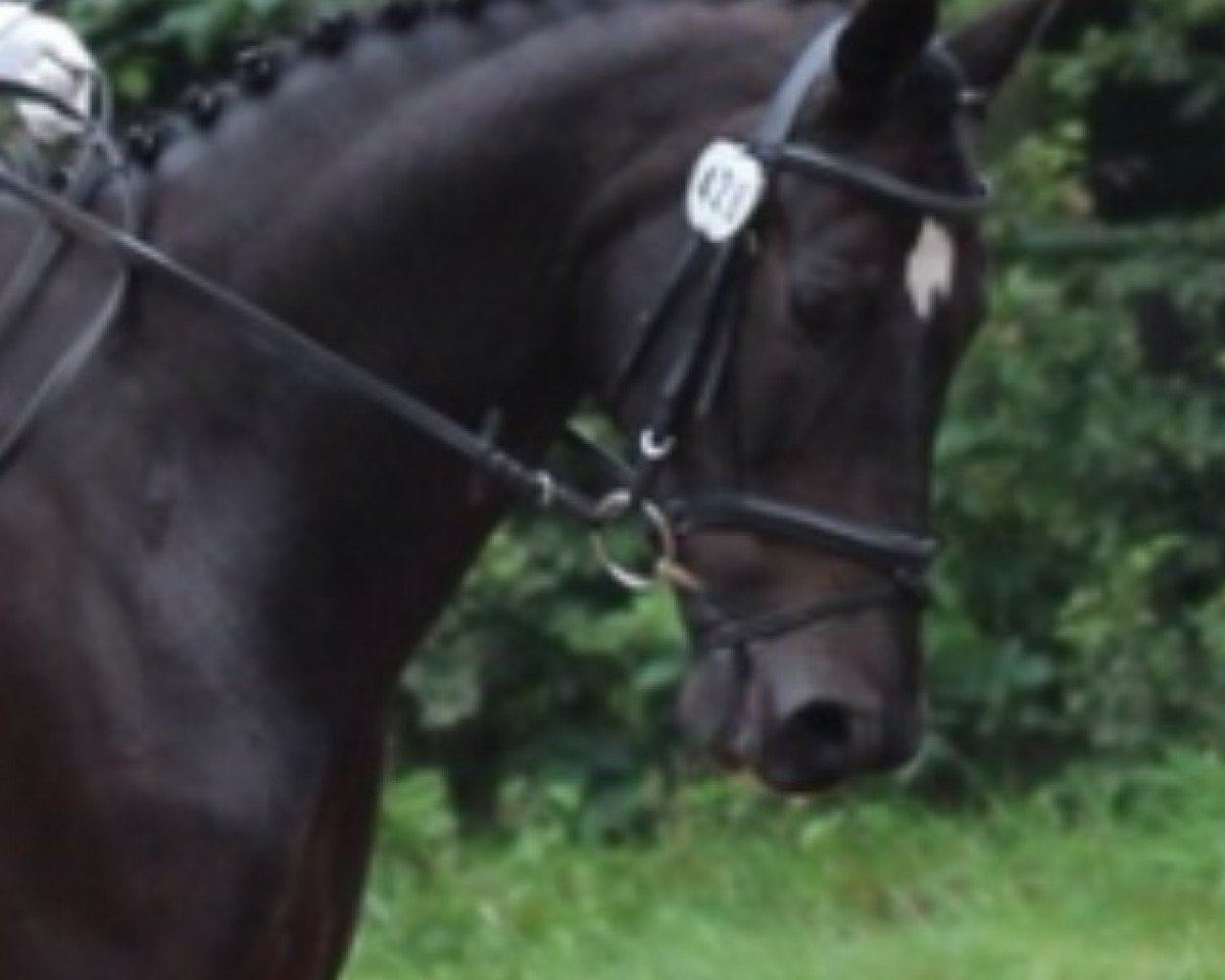 dressage horse Don 555 (Westphalian, 2004, from De Niro)