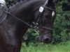 dressage horse Don 555 (Westphalian, 2004, from De Niro)