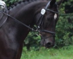 dressage horse Don 555 (Westphalian, 2004, from De Niro)