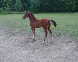 jumper Continyo (Hanoverian, 2019, from Contendrix)