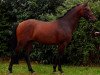 dressage horse Hankiboy (German Riding Pony, 2013, from Halifax)