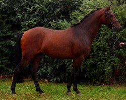 dressage horse Hankiboy (German Riding Pony, 2013, from Halifax)