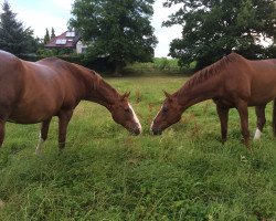 broodmare Windhuk (Westphalian, 1996, from Wilander)