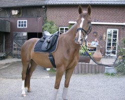 dressage horse Bella Martha 2 (Westphalian, 2011, from Belissimo NRW)