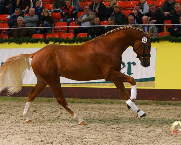 dressage horse Follow Me W (Mecklenburg, 2012, from Fürst Fugger)