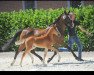 broodmare Pinocchio's New Girl (German Riding Pony, 2019, from Pinocchio S.w.)