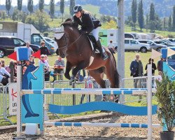 Springpferd Ricarda V. Wichenstein CH (Schweizer Warmblut, 2007, von Royal Z I)