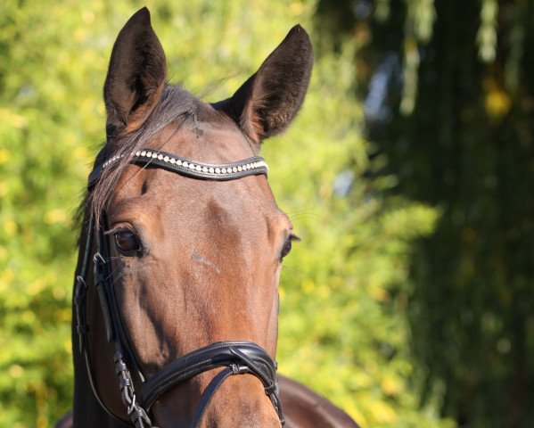 Zuchtstute Stute von Lord Loxley (Westfale, 2010, von Lord Loxley I)