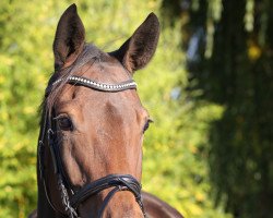 broodmare Stute von Lord Loxley (Westphalian, 2010, from Lord Loxley I)