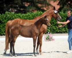 Pferd Stute von Captain Jack / Ramzes Ben Gald (Deutsches Reitpony, 2019, von Captain Jack 44)