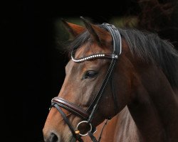 dressage horse Symphonie de Famé (Rhinelander, 2011, from Son of Cologne)