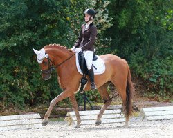 dressage horse Lichtblick von Rosenhof (Rhinelander, 2010, from L'espoir)