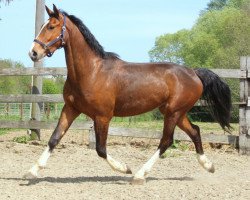 Springpferd Leroy (KWPN (Niederländisches Warmblut), 2016, von VDL Harley)