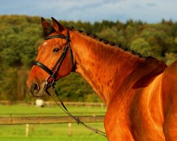 horse Carismo's Charly (Hanoverian, 2001, from Carismo II 123 FIN)