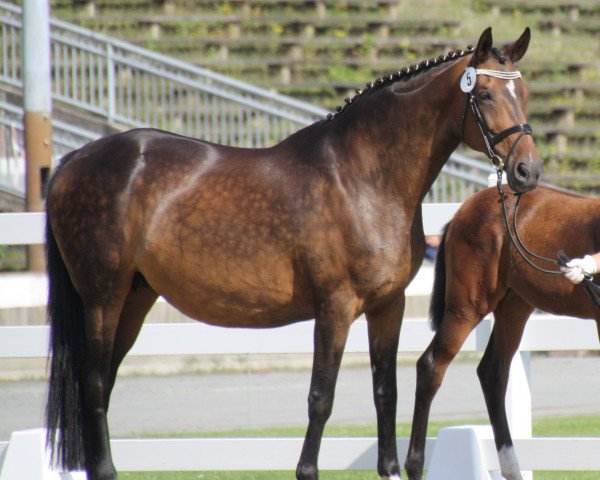 broodmare World Whisper 2 (German Sport Horse, 1999, from Eklat)