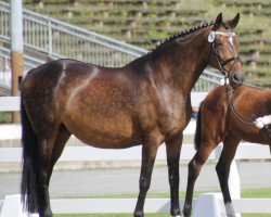 broodmare World Whisper 2 (German Sport Horse, 1999, from Eklat)