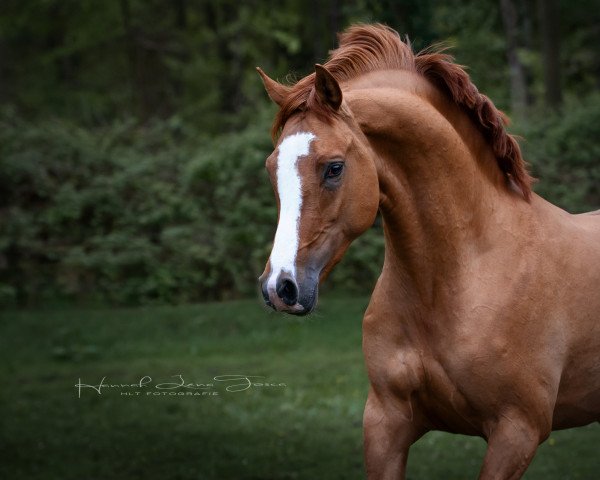 stallion Cooper County WE (German Riding Pony, 2015, from Kastanienhof Cockney Cracker)