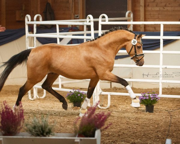 stallion Mr. Riös (German Riding Pony, 2016, from FS Mr. Right)