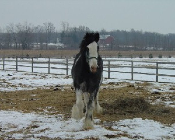 Deckhengst Donegal Danny Boy (Clydesdale, 2004, von Armageddon's Lord Cain)