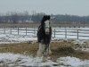 stallion Donegal Danny Boy (Clydesdale, 2004, from Armageddon's Lord Cain)