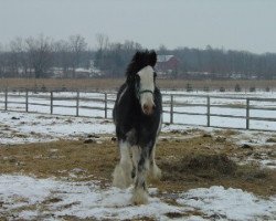 Deckhengst Donegal Danny Boy (Clydesdale, 2004, von Armageddon's Lord Cain)