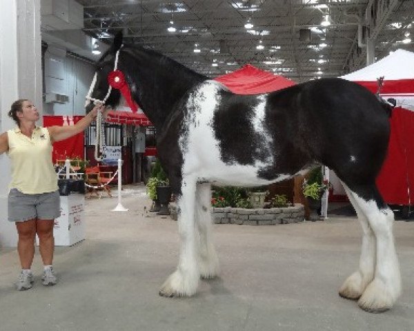 broodmare Armageddon's Mistress Myriam (Clydesdale, 2009, from Donegal Danny Boy)