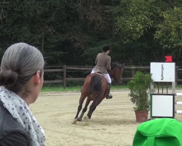Reitturnier Bergisch Gladbach-Paffrath 2016
