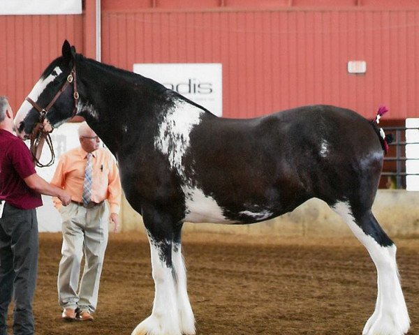 broodmare Armageddon's Mistress Mariah (Clydesdale, 2014, from Westedge Major's Lucky)